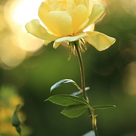 фотограф Надежда Пахомова. Фотография "Желтая роза..."