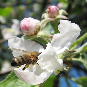 Весна, пчела и яблоня. | Фотограф Андрей Суша | foto.by фото.бай