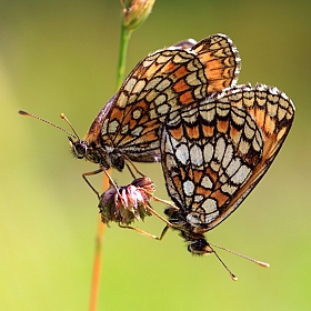 фотограф Андрей Марцинкевич. Фотография "Бабочки и лето. Этюд"