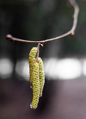 Весна пришла.... | Фотограф Айвар Удрис | foto.by фото.бай