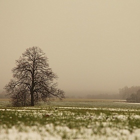 фотограф Надежда Пахомова. Фотография "Январский туман..."