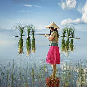 Сборщица риса | Фотограф Наталья Прядко | foto.by фото.бай