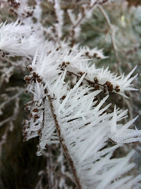 Ледяные иголки | Фотограф Надежда Кабирова | foto.by фото.бай