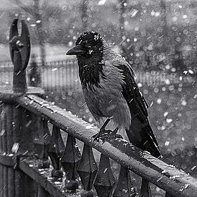 фотограф Fermi Paradox. Фотография "The crow"