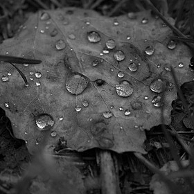 фотограф Роман Зейдин. Фотография "After the rain"