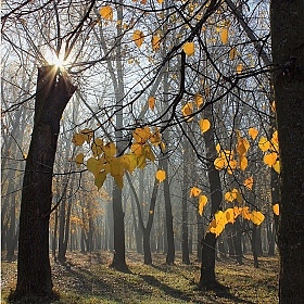 Осеннее утро в парке | Фотограф Елена Ерошевич | foto.by фото.бай