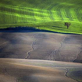 Spring Fields | Фотограф Danny Vangenechten | foto.by фото.бай