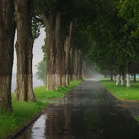 весенний дождь | Фотограф Сергей Шляга | foto.by фото.бай