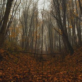 фотограф Сергей Дишук. Фотография "Осенью в овраге"