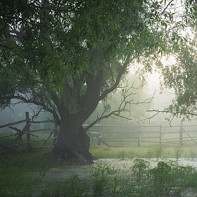 В рассветном тумане | Фотограф Дмитрий Захаров | foto.by фото.бай