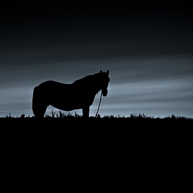 фотограф Uladzimir Sen. Фотография "ёжик......лошадка......"