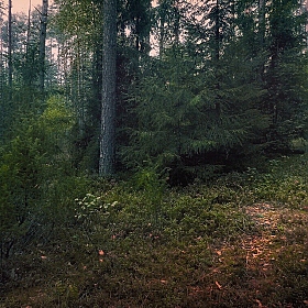 фотограф Диана Буглак-Диковицкая. Фотография "Вечер в лесу"