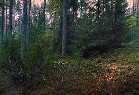Вечер в лесу | Фотограф Диана Буглак-Диковицкая | foto.by фото.бай