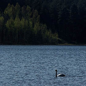 фотограф Глеб Латышевич. Фотография "Loch-Ness па-Беларуску."