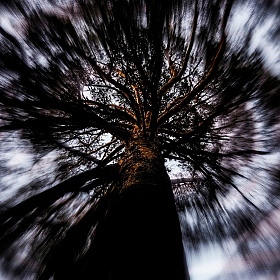 фотограф Anastasia Kharitonova. Фотография "Tree"