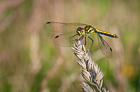 Dragonfly | Фотограф Зміцер Пахоменка | foto.by фото.бай