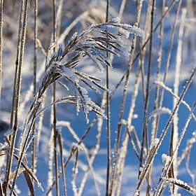фотограф Евгений Пищало. Фотография "Художественная ценность сухой травы зимой"