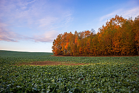 Осеннее поле | Фотограф Сергей Шабуневич | foto.by фото.бай
