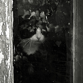 Кошачьи размышления о судьбе кошачьей | Фотограф Anton mrSpoke | foto.by фото.бай