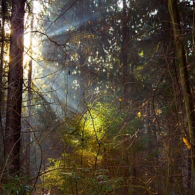 Лучи солнца в зимнем лесу | Фотограф Татьяна Воробьева | foto.by фото.бай