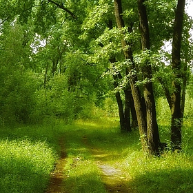В лес... | Фотограф Александр Чиж | foto.by фото.бай