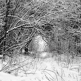 Зимний тоннель | Фотограф Максим Батурин | foto.by фото.бай