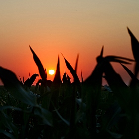 фотограф Татьяна Любавина. Фотография "Кукурузный закат"