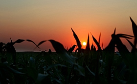 Кукурузный закат | Фотограф Татьяна Любавина | foto.by фото.бай