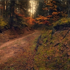 Осенними тропами .. | Фотограф Влад Соколовский | foto.by фото.бай