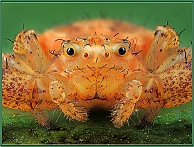 Улыбающийся паук | Фотограф Александр Зубрицкий | foto.by фото.бай