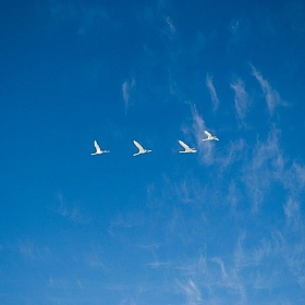 фотограф Павел Воронов. Фотография "лебеди"