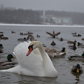 Не почем морозы... | Фотограф Надежда Кабирова | foto.by фото.бай