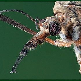 Портрет комара | Фотограф Александр Зубрицкий | foto.by фото.бай