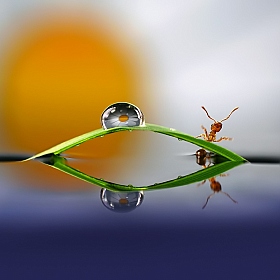 Как муравей домой спешил... | Фотограф Лариса Пашкевич | foto.by фото.бай