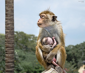 Природа Шри-Ланки. | Фотограф Edward Berelet | foto.by фото.бай