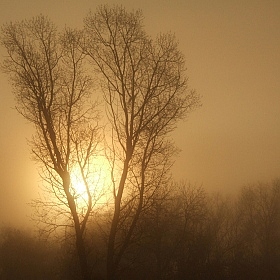фотограф Виктор Позняков. Фотография "Про туман"