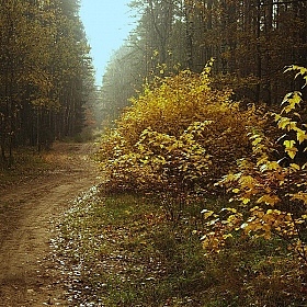 фотограф Василий Якушев. Фотография "В лес"
