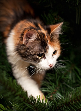 кошка | Фотограф Наталья Тихонова | foto.by фото.бай