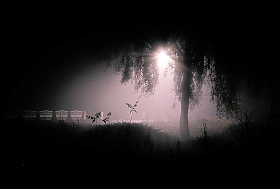 Туман | Фотограф Лилия Гринь | foto.by фото.бай
