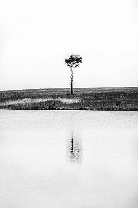Pine | Фотограф Алексей Шандалин | foto.by фото.бай