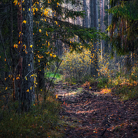 В осеннем лесу | Фотограф Сергей Шабуневич | foto.by фото.бай