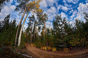 Лес,Кастрычнік... | Фотограф Зміцер Пахоменка | foto.by фото.бай
