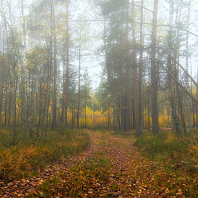 фотограф Стас Аврамчик. Фотография "в осеннем лесу"