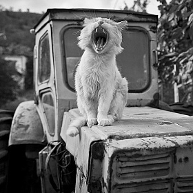 Тигр на мгновение | Фотограф Сергей Михайлов | foto.by фото.бай