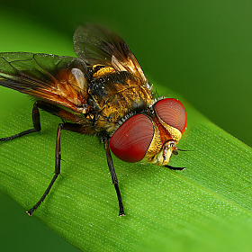 Просто муха | Фотограф Андрей Шаповалов | foto.by фото.бай