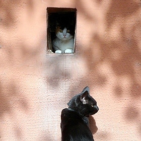фотограф Михаил Гут. Фотография "Кошка, кошка, выгляни в окошко!"