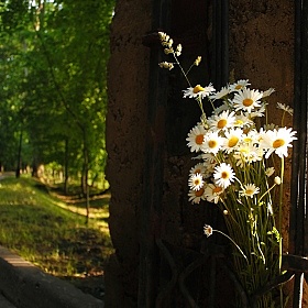 прогулка на ромашковое поле)) | Фотограф Вера Виршиц | foto.by фото.бай