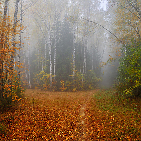 фотограф Виталий Полуэктов. Фотография "осень..."