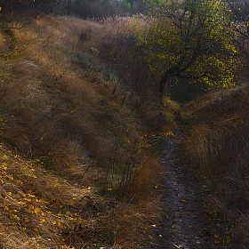 фотограф Сергей Лысенко. Фотография "... про осень."