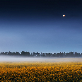 Про поле и туман | Фотограф Сергей Шабуневич | foto.by фото.бай